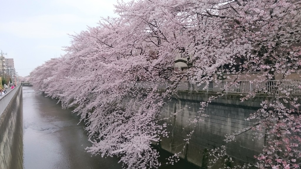 sakura_20160401