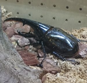 ヘラクレスオオカブト