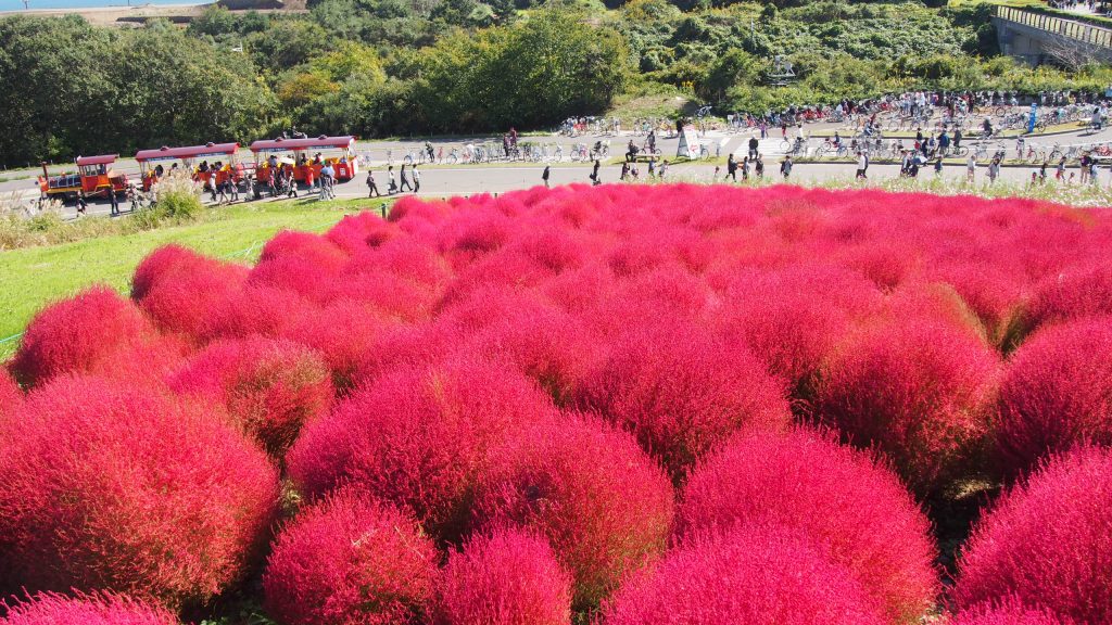 ひたち海浜公園でコキアとコスモスを見てきた Inamuu Com